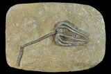 Fossil Crinoid (Agaricocrinus) - Crawfordsville, Indiana #135546-1